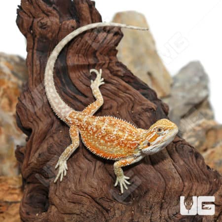 Bearded Dragon with Hypo Inferno Dunner coloration on a piece of driftwood.