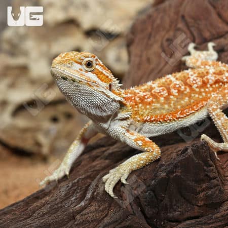 Bearded dragon with hypo inferno dunner coloration on a rocky background.