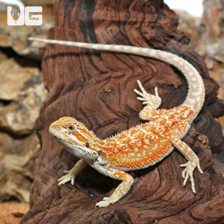 Hypo Inferno Dunner Bearded Dragon on wood branch, vibrant orange and yellow colors.