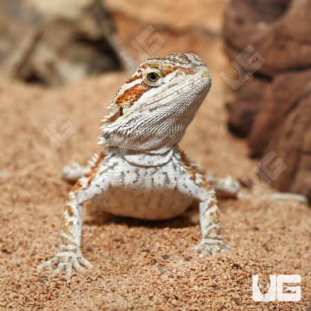 Juvenile Inferno Bearded Dragon (6-8") (Pogona vitticeps) For Sale - Underground Reptiles