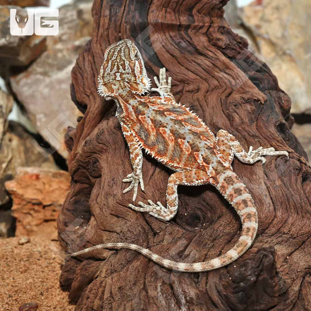 Bearded Dragon Babies for Sale - Pet Central - Pet Central