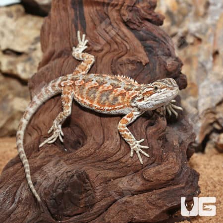 Juvenile Inferno Bearded Dragon (6-8") (Pogona vitticeps) For Sale - Underground Reptiles