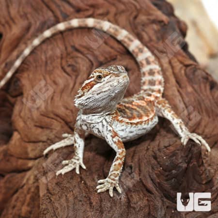 Juvenile Inferno Bearded Dragon (6-8") (Pogona vitticeps) For Sale - Underground Reptiles