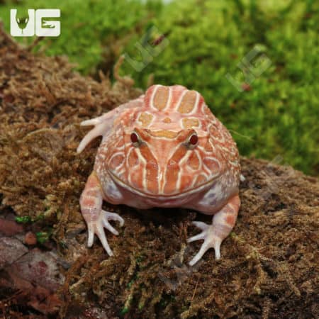 Raspberry Pacman Frogs (Ceratophrys cranwelli) For Sale - Underground Reptiles