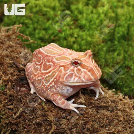 Raspberry Pacman frog, juvenile, on a log, vibrant colors, amphibian pet.