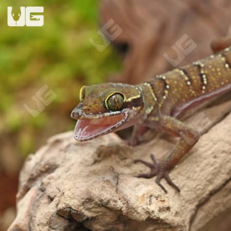 Lekaqul's Bent Toe Geckos (cyrtodactylus lekaguli) for sale