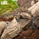 Lekaqul's Bent Toe Geckos (cyrtodactylus lekaguli) for sale