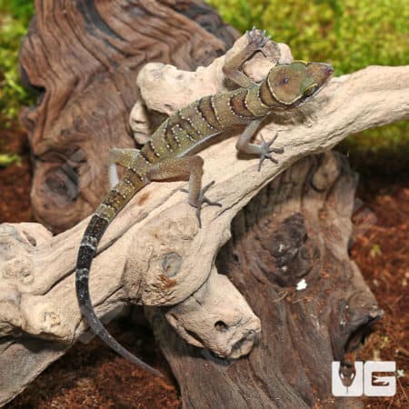 Lekaqul's Bent Toe Geckos (cyrtodactylus lekaguli) for sale