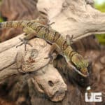 Lekaqul's Bent Toe Geckos (cyrtodactylus lekaguli) for sale