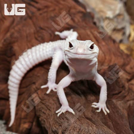 Diablo Blanco Leopard Geckos (Eublepharis macularius) For Sale - Underground Reptiles