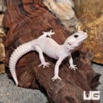 Diablo Blanco Leopard Geckos (Eublepharis macularius) For Sale - Underground Reptiles