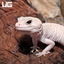 Diablo Blanco Leopard Geckos (Eublepharis macularius) For Sale - Underground Reptiles