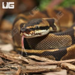 Yearling Male Leopard Enchi Yellowbelly Ball Python (Python Regius) For Sale - Underground Reptiles