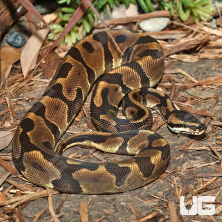 Yearling Male Leopard Enchi Yellowbelly Ball Python on natural ground.