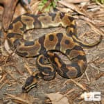 Yearling Male Leopard Enchi Yellowbelly Ball Python (Python Regius) For Sale - Underground Reptiles