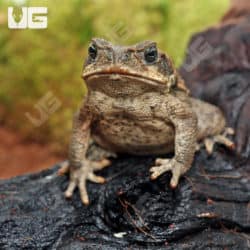 Marine Toads (Bufo marinus) For Sale - Underground Reptiles