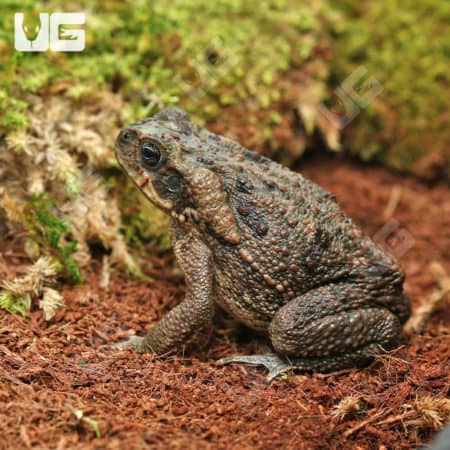 Marine Toads (Bufo marinus) For Sale - Underground Reptiles
