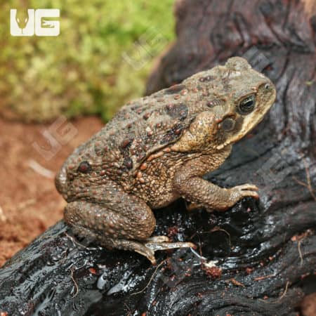 Marine Toads (Bufo marinus) For Sale - Underground Reptiles