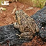 Marine Toads (Bufo marinus) For Sale - Underground Reptiles