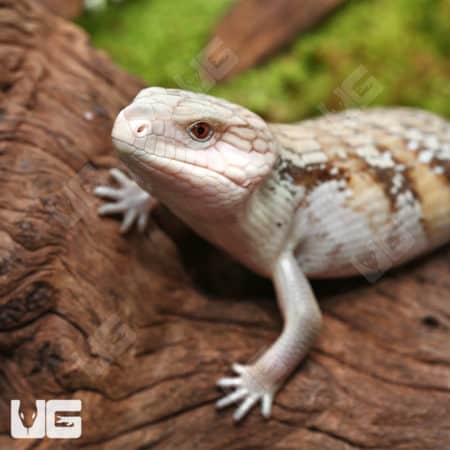 Northern Blue Tongue Skinks (Tiliqua scincoides intermedia) for sale