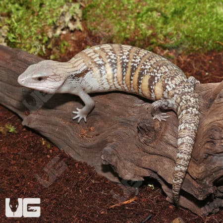 Northern Blue Tongue Skinks (Tiliqua scincoides intermedia) for sale