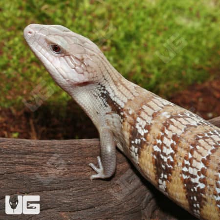 Northern Blue Tongue Skinks (Tiliqua scincoides intermedia) for sale