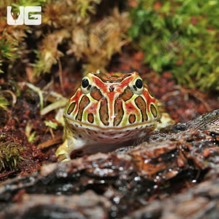 Ornate Pacman Frogs (Ceratophrys ornata) for sale
