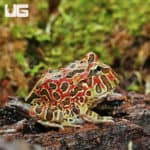 Ornate Pacman Frogs (Ceratophrys ornata) for sale