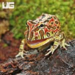 Ornate Pacman Frogs (Ceratophrys ornata) for sale