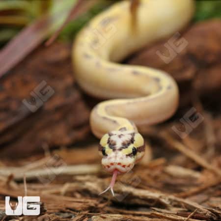 Pastel Freeway Ball Pythons (Python regius) for sale