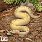 Pastel Freeway Ball Pythons (Python regius) for sale