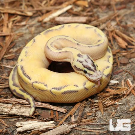 Pastel Freeway Ball Pythons (Python regius) for sale