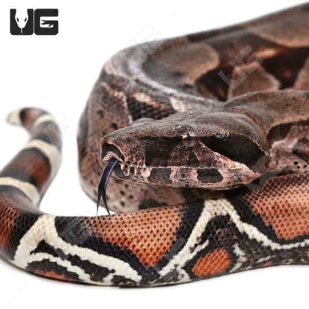 Silver Guyana Redtail Boa (Boa c. constrictor) for sale - Underground Reptiles