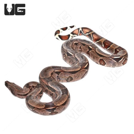 Silver Guyana Redtail Boa (Boa c. constrictor) for sale - Underground Reptiles