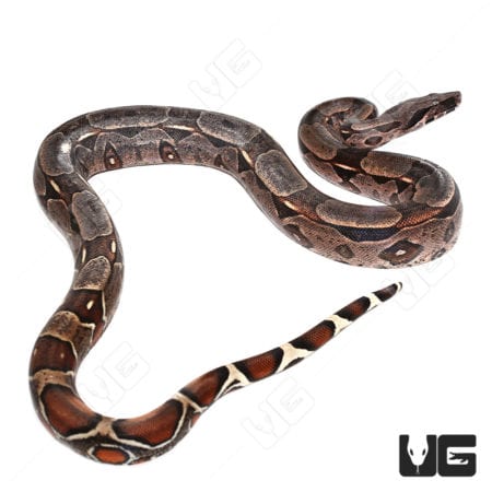 Silver Guyana Redtail Boa (Boa c. constrictor) for sale - Underground Reptiles