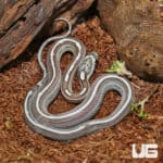 Baby Striped Ghost Cornsnakes (Pantherophis guttatus) For Sale - Underground Reptiles