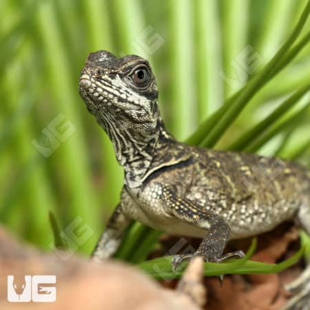 Sulawesi Sailfin Dragon (Hydrosaurus celebensis) for sale
