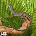 Sulawesi Sailfin Dragon (Hydrosaurus celebensis) for sale