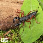 Thai Red Leg Vinegaroons For Sale - Underground Reptiles