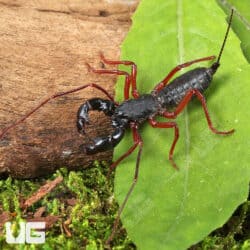 Thai Red Leg Vinegaroons For Sale - Underground Reptiles