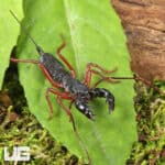 Thai Red Leg Vinegaroons For Sale - Underground Reptiles