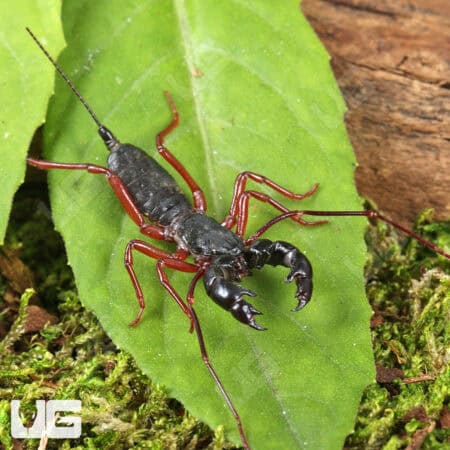 Thai Red Leg Vinegaroons For Sale - Underground Reptiles