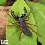 Thai Red Leg Vinegaroons For Sale - Underground Reptiles