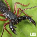 Thai Red Leg Vinegaroons For Sale - Underground Reptiles