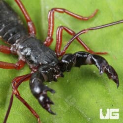 Thai Red Leg Vinegaroons For Sale - Underground Reptiles