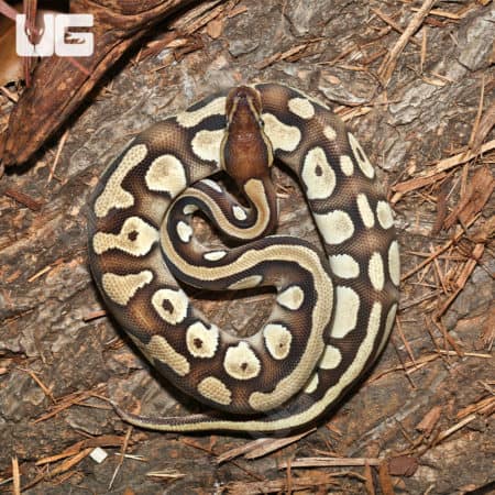 Orange Dream Mojave Ball Pythons (Python regius) For Sale - Underground Reptiles