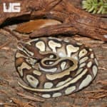 Orange Dream Mojave Ball Pythons (Python regius) For Sale - Underground Reptiles