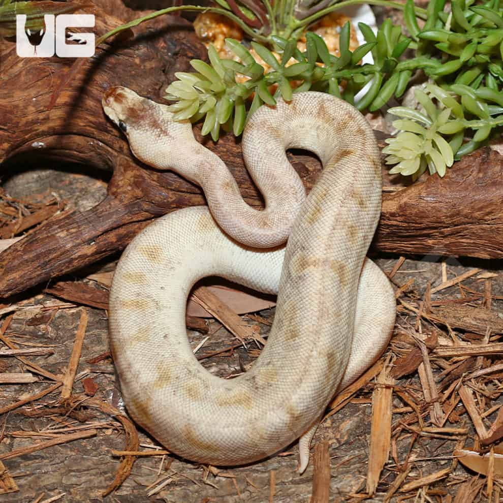 Baby Enchi Pied Ball Python For Sale - Underground Reptiles