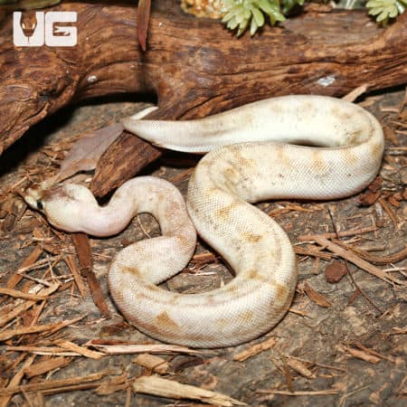 Pastel Champagne Ball Pythons (Python regius) for sale