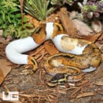 Yearling Female Pastel Enchi Pied Ball Pythons (Python regius) For Sale - Underground Reptiles